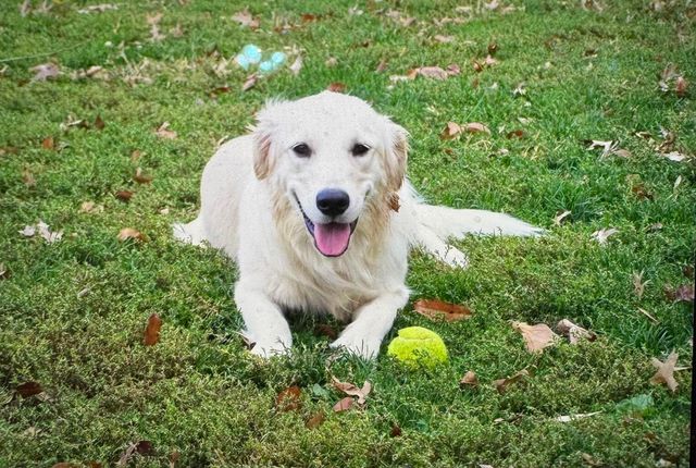 1642 W Inman Road, Nixa, MO 65714