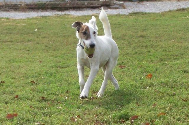 1642 W Inman Road, Nixa, MO 65714