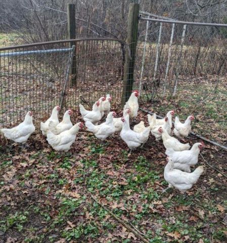 1642 W Inman Road, Nixa, MO 65714