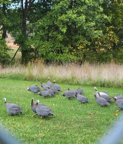 1642 W Inman Road, Nixa, MO 65714