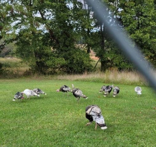 1642 W Inman Road, Nixa, MO 65714