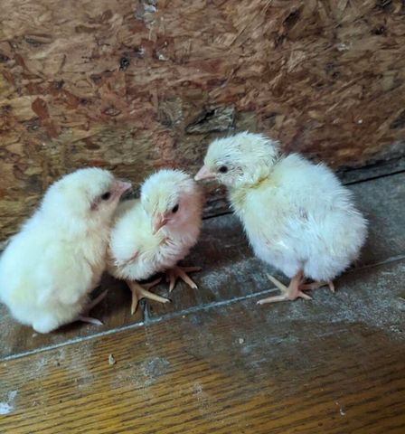 1642 W Inman Road, Nixa, MO 65714