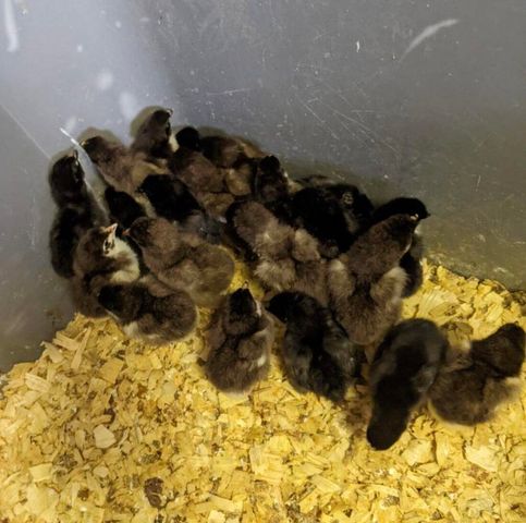 1642 W Inman Road, Nixa, MO 65714