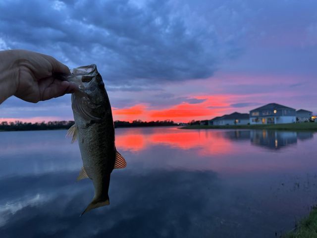 3049 ELLA WAY, St Cloud, FL 34771