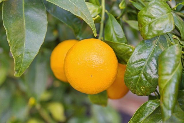 5251 5251 Peony Dr, Livermore, CA 94551