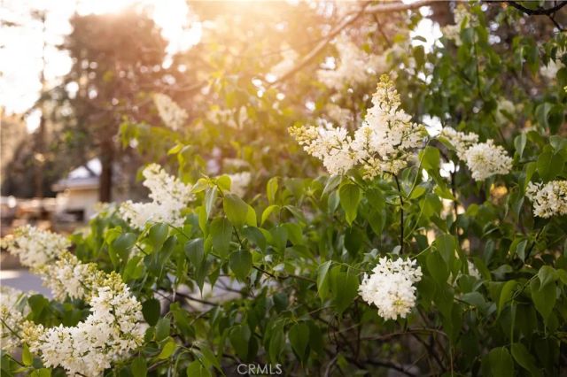 43300 Deer Canyon, Big Bear Lake, CA 92315