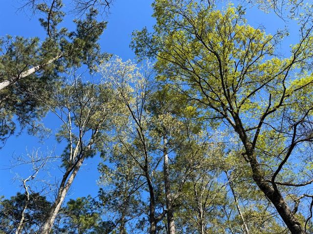 0 Ripple Creek Dr, Coldspring, TX 77331