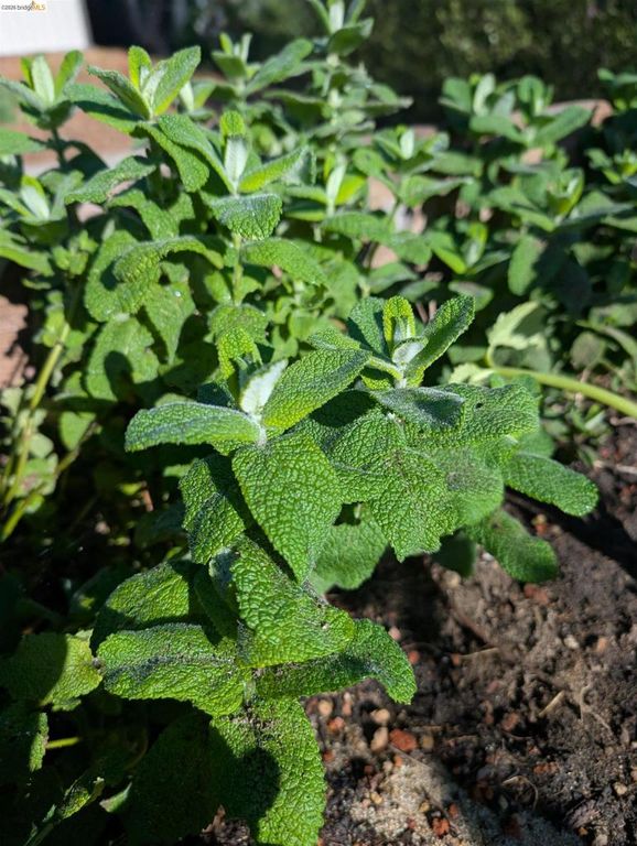 Image 37 of property listing at 2161 48th AVE, Oakland, CA 94601