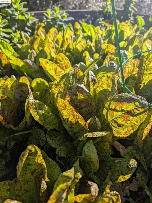 Image 38 of property listing at 2161 48th AVE, Oakland, CA 94601