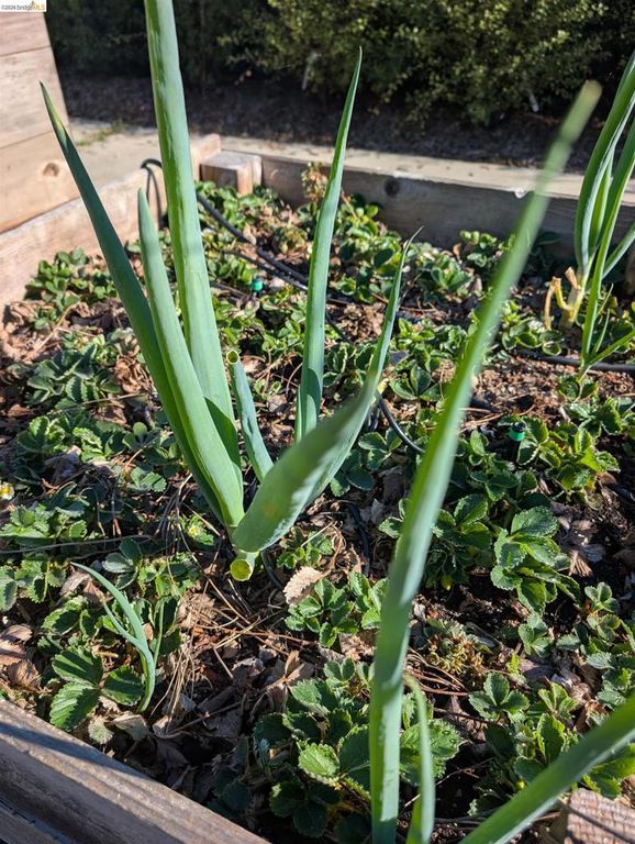 Image 39 of property listing at 2161 48th AVE, Oakland, CA 94601