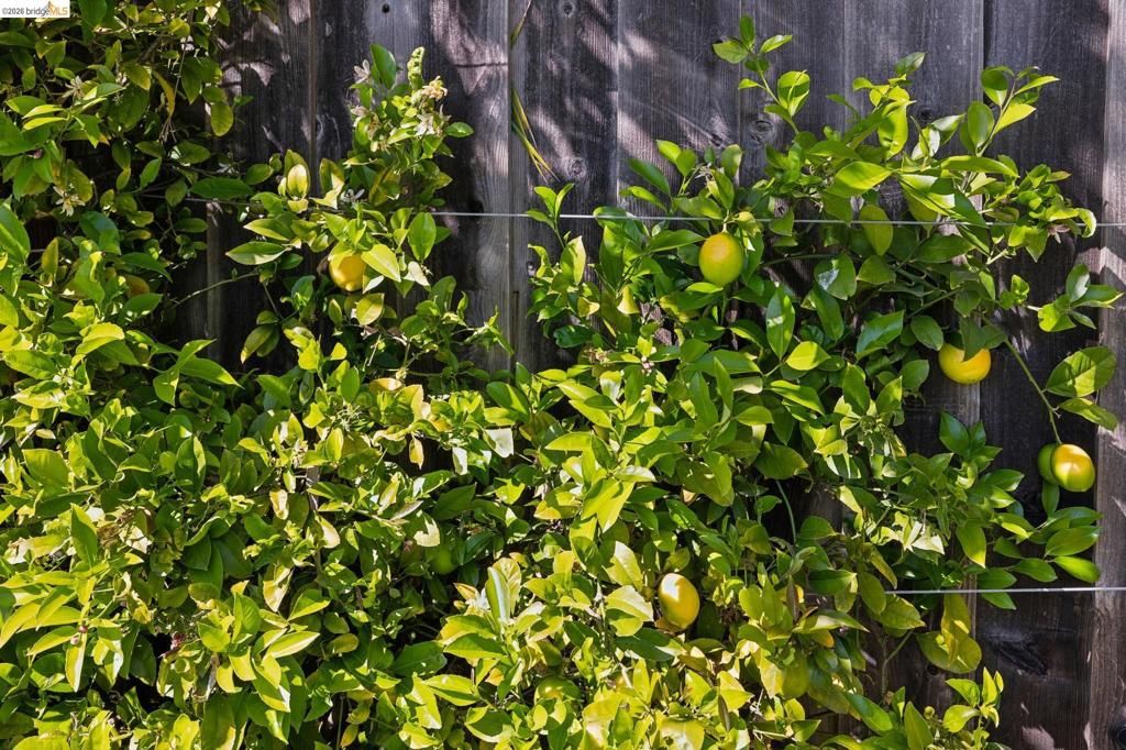 Image 76 of property listing at 949 Ordway Street, Albany, CA 94706