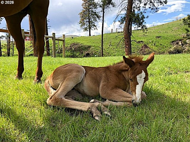 61615 HIGH VALLEY Rd, Union, OR 97883