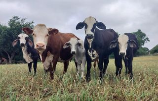 TBD # 18 Briar Road, Azle, TX 76020