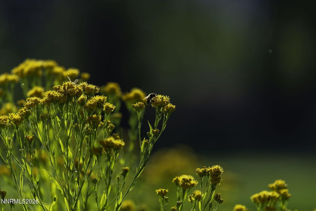 Image 69 of property listing at 1051 Riverview Drive, Gardnerville, NV 89460