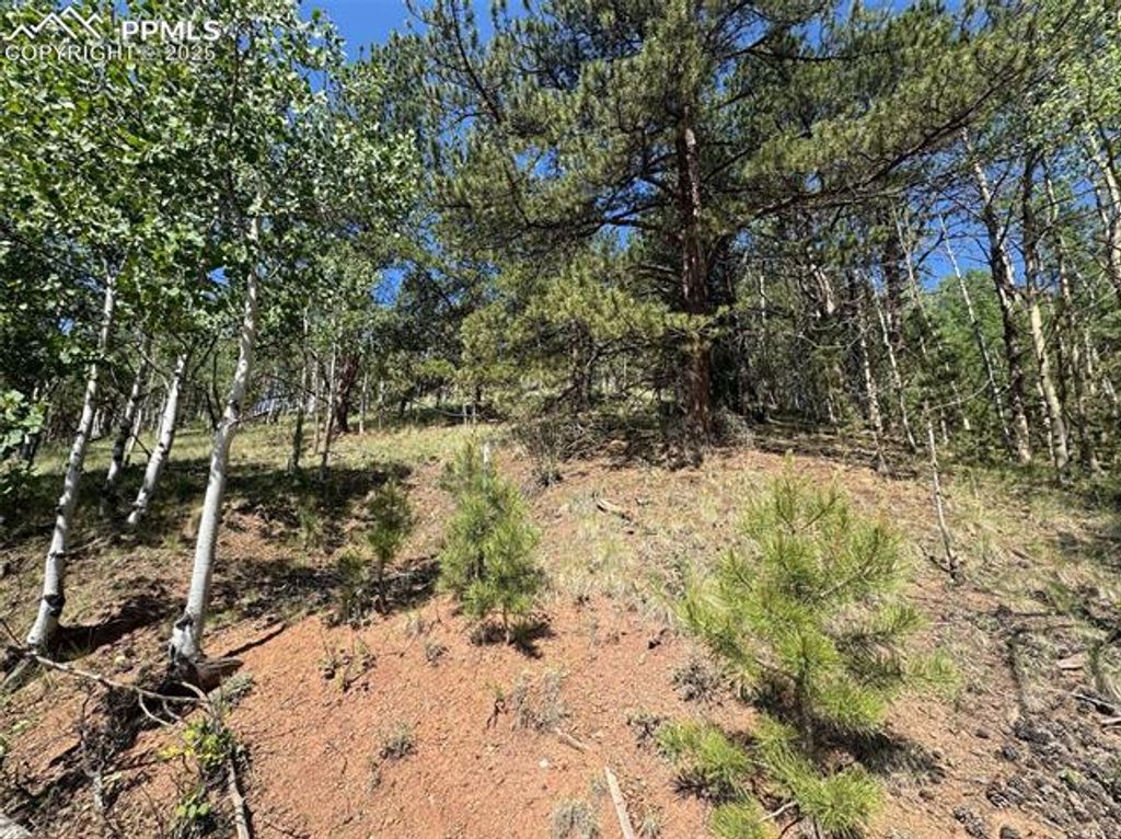 281 Pikes Peak Drive, Divide, CO 80814 — photo 3