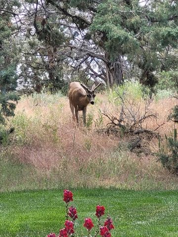 1686 NE Negus Way, Redmond, OR 97756