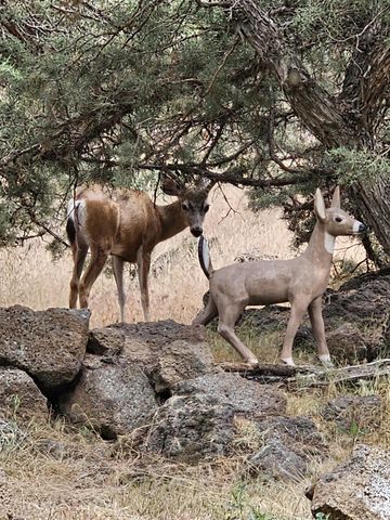 1686 NE Negus Way, Redmond, OR 97756