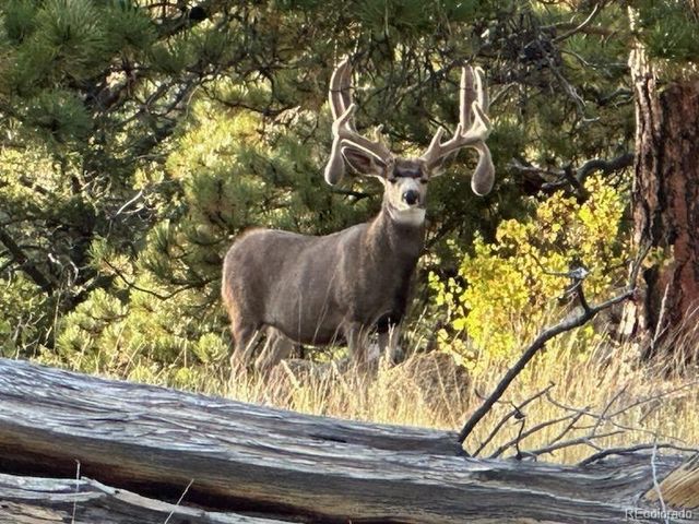 7275 Co-9, Guffey, CO 80820