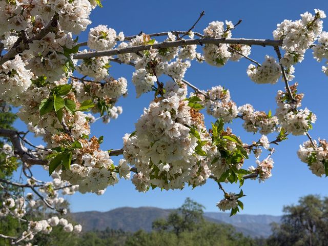 4780 Morningstar Lane, Mariposa, CA 95338