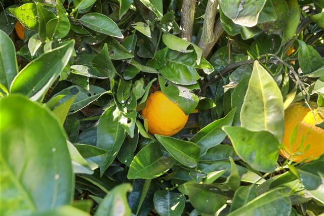 4233 Five Mile Dr, Stockton, CA 95219