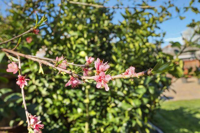 4233 Five Mile Dr, Stockton, CA 95219