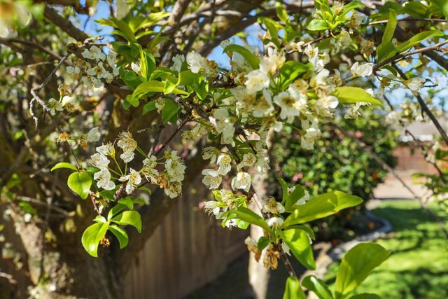 4233 Five Mile Dr, Stockton, CA 95219