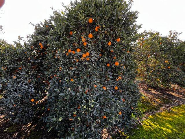 42554 N Rd 128, Orosi, CA 93647