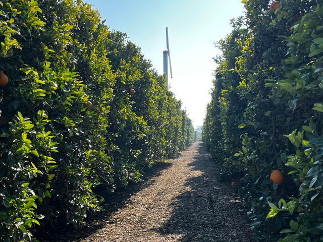 42554 N Rd 128, Orosi, CA 93647