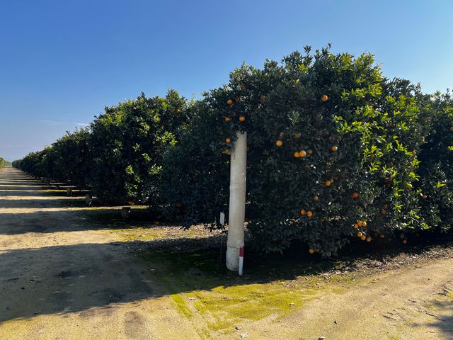 42554 N Rd 128, Orosi, CA 93647