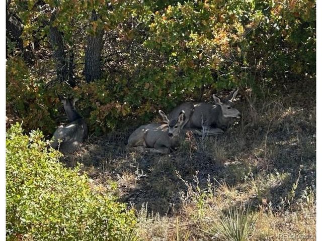 6906 Oak Canyon Cir, Castle Pines, CO 80108