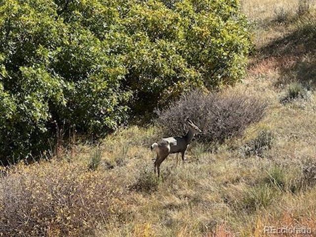 6906 Oak Canyon Cir, Castle Pines, CO 80108