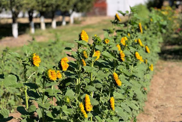 10464 State Highway 70, Marysville, CA 95901