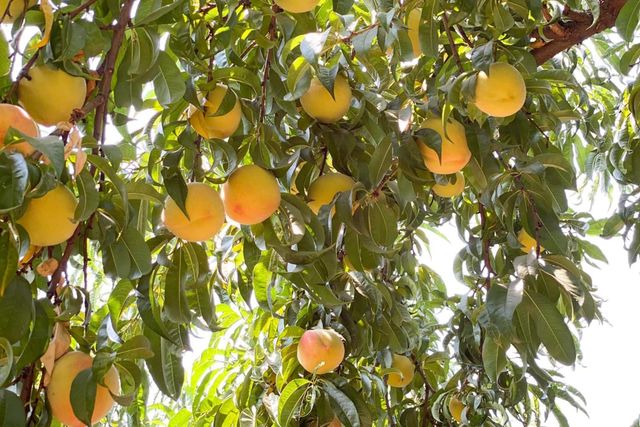 10464 State Highway 70, Marysville, CA 95901