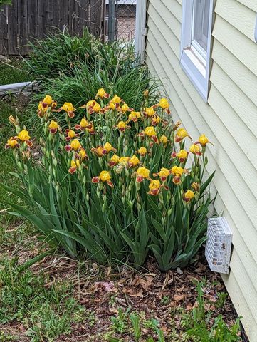 1009 HIATT Street, Carter Lake, IA 51510