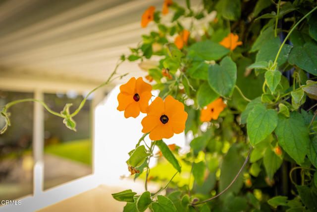 75 Maxine Avenue, Oak View, CA 93022