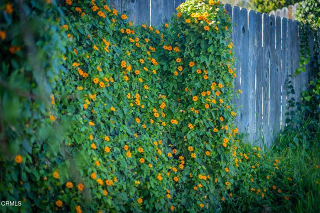 75 Maxine Avenue, Oak View, CA 93022