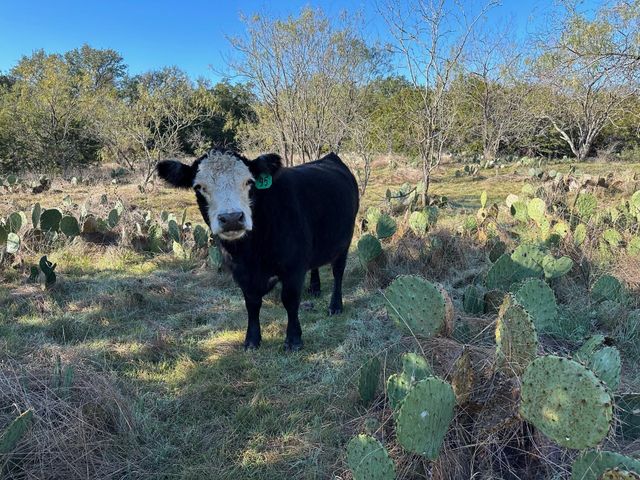 2308 County Road 414, Spicewood, TX 78669