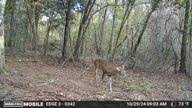 TBD Hwy 69 N, Woodville, TX 75979