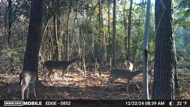 TBD Hwy 69 N, Woodville, TX 75979