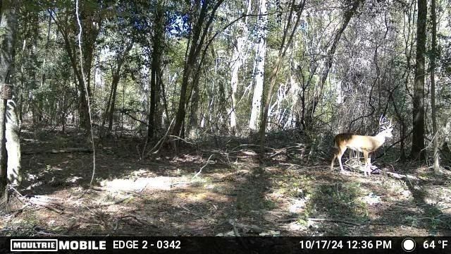 TBD Hwy 69 N, Woodville, TX 75979