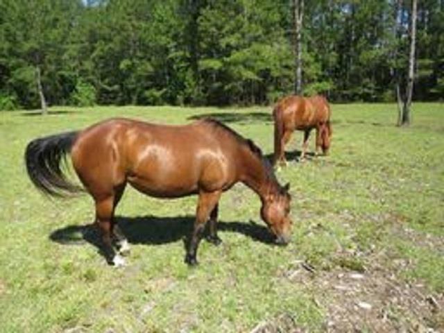 4013 Thomas Rd., Little River, SC 29566