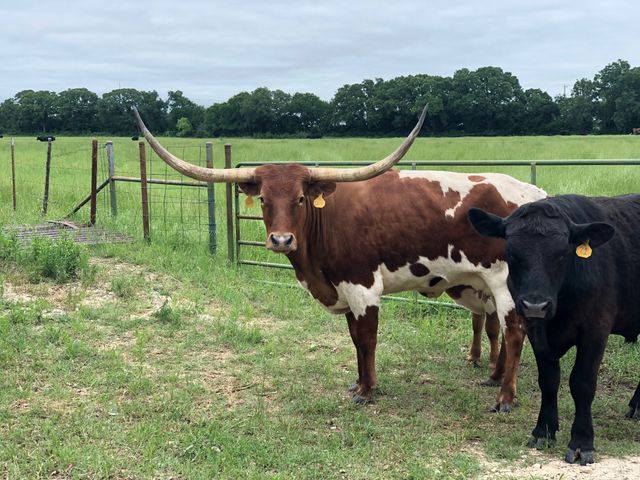 12621 Sue Lane, Godley, TX 76044