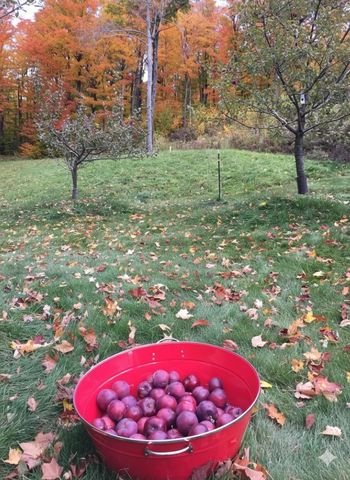 54 Upton Road, Dover, VT 05356