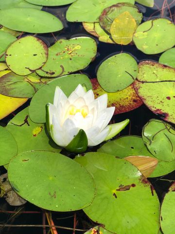 9033 Timbercrest Lane, Whitmore Lake, MI 48189