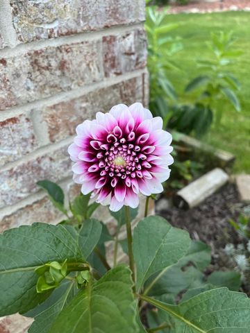 9033 Timbercrest Lane, Whitmore Lake, MI 48189