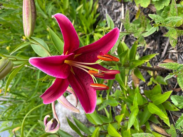 9033 Timbercrest Lane, Whitmore Lake, MI 48189