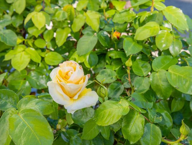 5862 Cabernet Dr, Vallejo, CA 94591