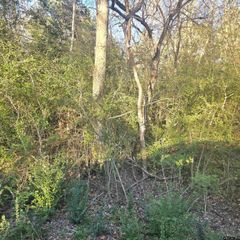 TBP ROLLINGWOOD HILLS DR, Bullard, TX 75757