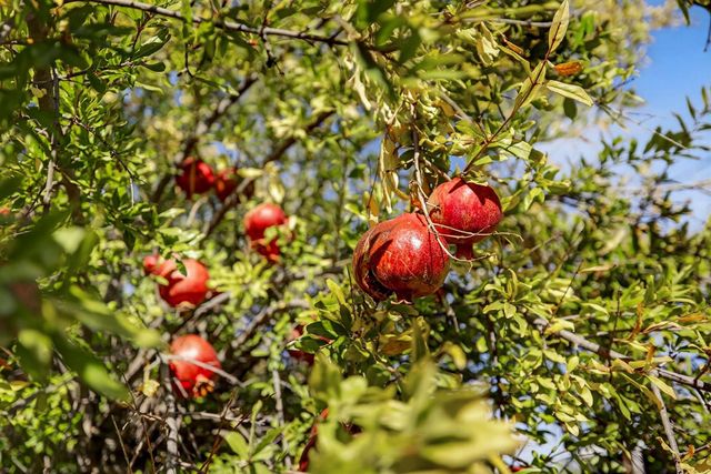 8617 S Butte Rd, Sutter, CA 95982