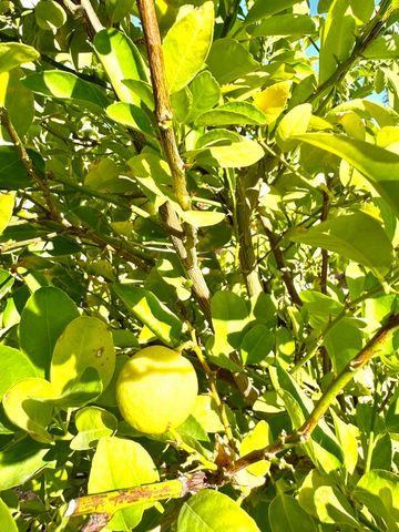 80372 Camino San Lucas, Indio, CA 92203